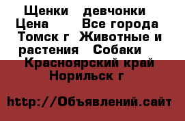 Щенки - девчонки › Цена ­ 2 - Все города, Томск г. Животные и растения » Собаки   . Красноярский край,Норильск г.